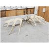 Image 4 : Set Of 5x5 Whitetail Shed Antlers