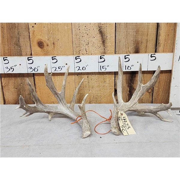Set Of Main Frame 5x5 Whitetail Shed Antlers