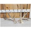 Image 1 : Set Of Main Frame 5x5 Whitetail Shed Antlers