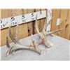 Image 2 : Set Of Main Frame 5x5 Whitetail Shed Antlers