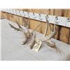 Image 3 : Set Of Main Frame 5x5 Whitetail Shed Antlers