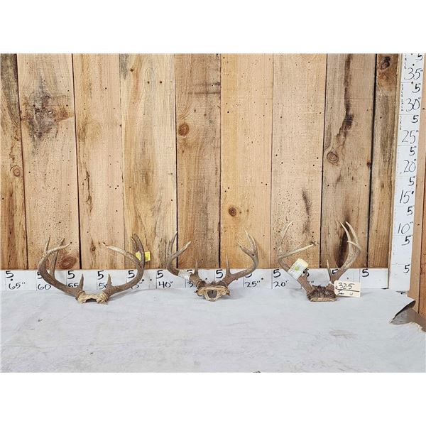 3 Sets Of Whitetail Antlers On Skull Plate