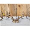 Image 3 : 3 Sets Of Whitetail Antlers On Skull Plate