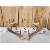 Image 4 : 3 Sets Of Whitetail Antlers On Skull Plate