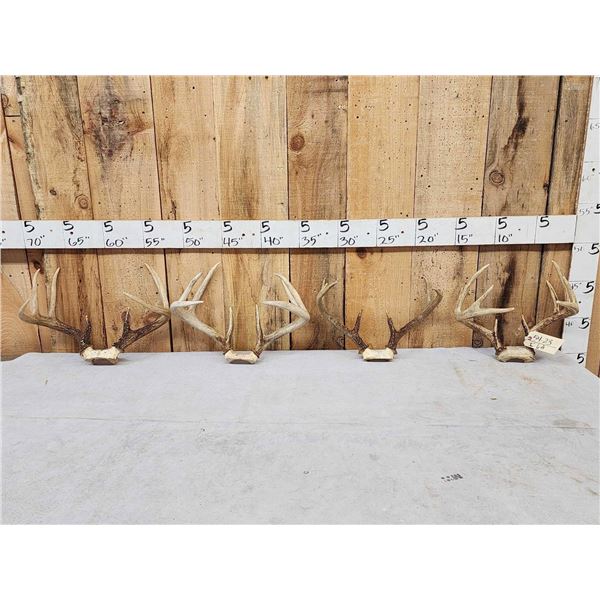4 Sets Of Whitetail Antlers On Skull Plate