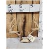 Image 2 : 4 Sets Of Whitetail Antlers On Skull Plate