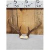 Image 3 : 4 Sets Of Whitetail Antlers On Skull Plate