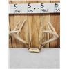 Image 4 : 4 Sets Of Whitetail Antlers On Skull Plate