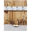 Image 5 : 4 Sets Of Whitetail Antlers On Skull Plate