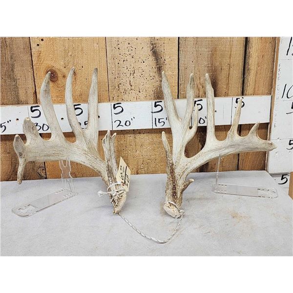 Set Of Main Frame 6x6 Whitetail Shed Antlers