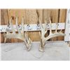 Image 1 : Set Of Main Frame 6x6 Whitetail Shed Antlers