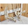 Image 2 : Set Of Main Frame 6x6 Whitetail Shed Antlers