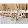 Image 3 : Set Of Main Frame 6x6 Whitetail Shed Antlers