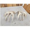 Image 4 : Set Of Main Frame 6x6 Whitetail Shed Antlers