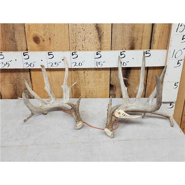 Set Of Main Frame 6x6 Whitetail Shed Antlers