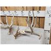 Image 2 : Set Of Main Frame 6x6 Whitetail Shed Antlers