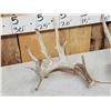 Image 3 : Set Of Main Frame 6x6 Whitetail Shed Antlers