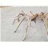 Image 4 : Set Of Main Frame 6x6 Whitetail Shed Antlers