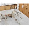 Image 5 : Set Of Main Frame 6x6 Whitetail Shed Antlers