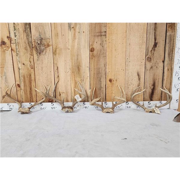 4 Sets Of Whitetail Antlers On Skull Plate