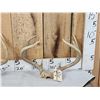 Image 2 : 4 Sets Of Whitetail Antlers On Skull Plate