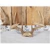 Image 3 : 4 Sets Of Whitetail Antlers On Skull Plate