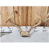 Image 5 : 4 Sets Of Whitetail Antlers On Skull Plate