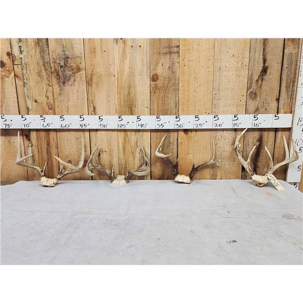 4 Sets Of Whitetail Antlers On Skull Plate
