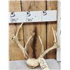 Image 2 : 4 Sets Of Whitetail Antlers On Skull Plate
