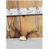Image 3 : 4 Sets Of Whitetail Antlers On Skull Plate