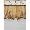 Image 4 : 4 Sets Of Whitetail Antlers On Skull Plate