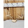 Image 5 : 4 Sets Of Whitetail Antlers On Skull Plate