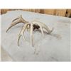 Image 10 : Set Of Main Frame 5x5 Whitetail Shed Antlers