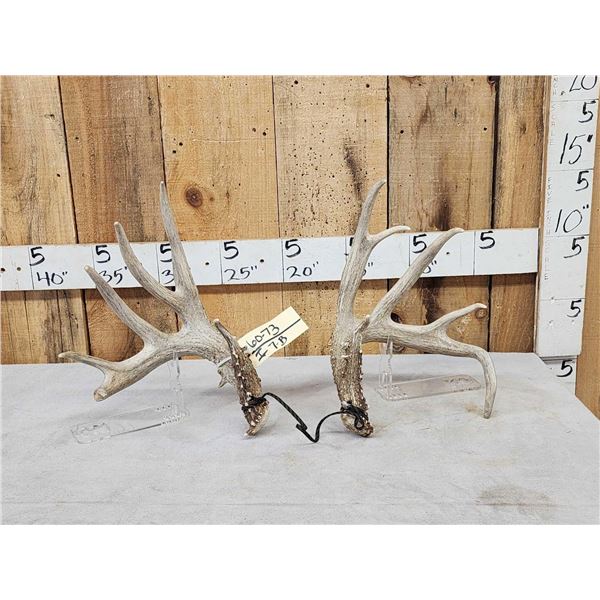 Set Of Main Frame 5x5 Whitetail Shed Antlers