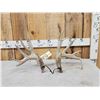 Image 1 : Set Of Main Frame 5x5 Whitetail Shed Antlers