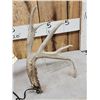 Image 2 : Set Of Main Frame 5x5 Whitetail Shed Antlers