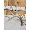 Image 4 : Set Of Main Frame 5x5 Whitetail Shed Antlers