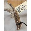 Image 5 : Set Of Main Frame 5x5 Whitetail Shed Antlers