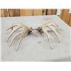 Image 7 : Set Of Main Frame 5x5 Whitetail Shed Antlers