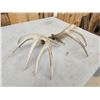 Image 8 : Set Of Main Frame 5x5 Whitetail Shed Antlers