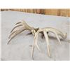 Image 9 : Set Of Main Frame 5x5 Whitetail Shed Antlers