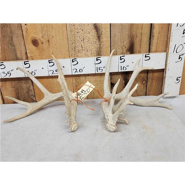 Set Of Main Frame 5x5 Whitetail Shed Antlers