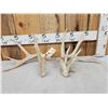 Image 1 : Set Of Main Frame 5x5 Whitetail Shed Antlers