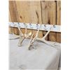 Image 2 : Set Of Main Frame 5x5 Whitetail Shed Antlers