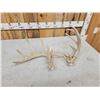 Image 4 : Set Of Main Frame 5x5 Whitetail Shed Antlers