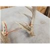 Image 5 : Set Of Main Frame 5x5 Whitetail Shed Antlers