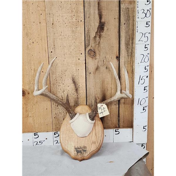 4x4 Whitetail Antlers On Plaque