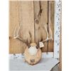 Image 1 : 4x4 Whitetail Antlers On Plaque