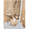 Image 2 : 4x4 Whitetail Antlers On Plaque