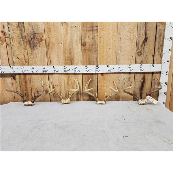 4 Sets Of Whitetail Antlers On Skull Plate